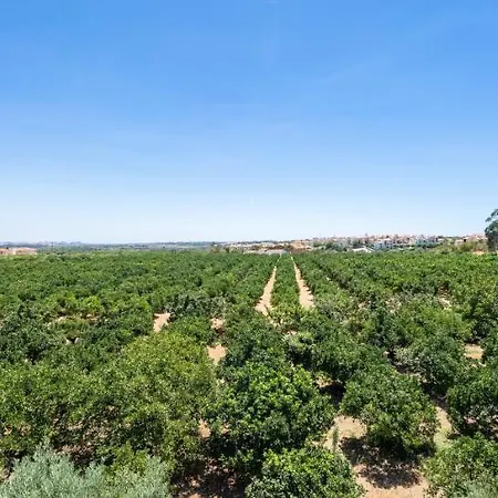 Flor Da Laranja, By Algarveblossom Daire Albufeira
