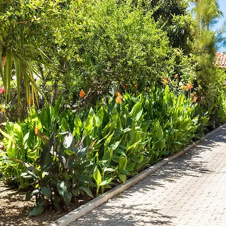 Flor Da Laranja, By Algarveblossom *