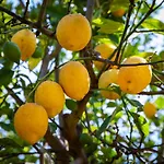 Flor Da Laranja, By Algarveblossom Apartment