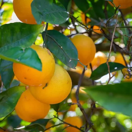 公寓 Flor Da Laranja, 阿尔布费拉