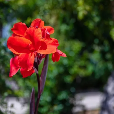 Flor Da Laranja, * 阿尔布费拉