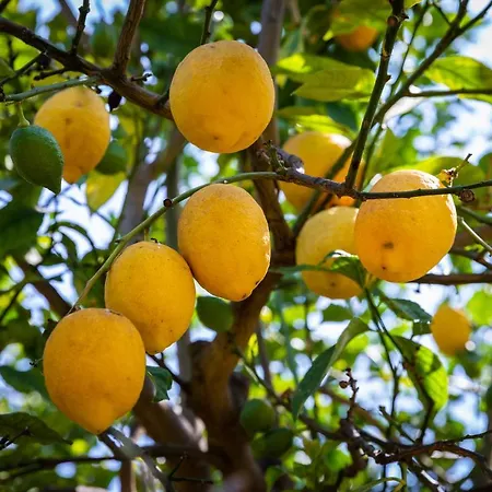 Flor Da Laranja, 公寓