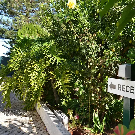 Flor Da Laranja, By Algarveblossom * Albufeira