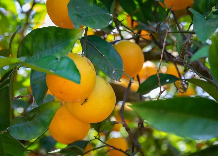 Apartman Flor Da Laranja, By Algarveblossom Albufeira