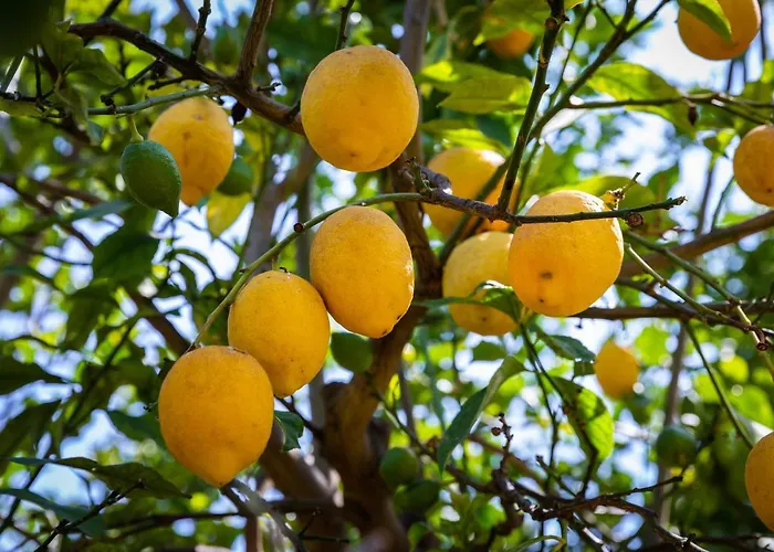 Flor Da Laranja, By Algarveblossom Apartman