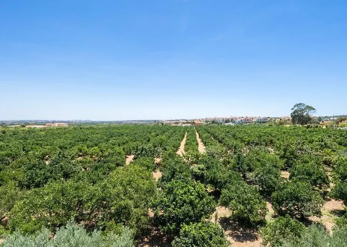 Flor Da Laranja, By Algarveblossom Apartman Albufeira